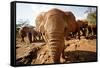 Juvenile Elephants (Loxodonta Africana) at the David Sheldrick Elephant Orphanage-James Morgan-Framed Stretched Canvas