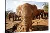 Juvenile Elephants (Loxodonta Africana) at the David Sheldrick Elephant Orphanage-James Morgan-Stretched Canvas