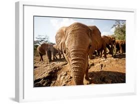 Juvenile Elephants (Loxodonta Africana) at the David Sheldrick Elephant Orphanage-James Morgan-Framed Photographic Print