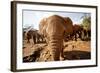 Juvenile Elephants (Loxodonta Africana) at the David Sheldrick Elephant Orphanage-James Morgan-Framed Photographic Print