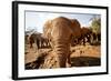 Juvenile Elephants (Loxodonta Africana) at the David Sheldrick Elephant Orphanage-James Morgan-Framed Photographic Print