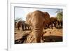 Juvenile Elephants (Loxodonta Africana) at the David Sheldrick Elephant Orphanage-James Morgan-Framed Photographic Print