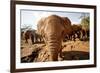 Juvenile Elephants (Loxodonta Africana) at the David Sheldrick Elephant Orphanage-James Morgan-Framed Photographic Print