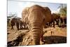 Juvenile Elephants (Loxodonta Africana) at the David Sheldrick Elephant Orphanage-James Morgan-Mounted Photographic Print