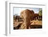 Juvenile Elephants (Loxodonta Africana) at the David Sheldrick Elephant Orphanage-James Morgan-Framed Photographic Print