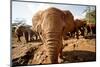 Juvenile Elephants (Loxodonta Africana) at the David Sheldrick Elephant Orphanage-James Morgan-Mounted Photographic Print