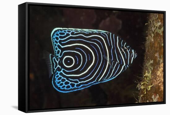 Juvenile Emperor Angelfish (Pomacanthus Imperator), Alam Batu, Bali, Indonesia-Reinhard Dirscherl-Framed Stretched Canvas