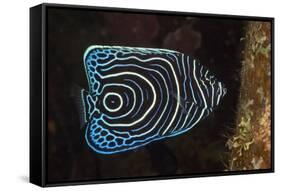 Juvenile Emperor Angelfish (Pomacanthus Imperator), Alam Batu, Bali, Indonesia-Reinhard Dirscherl-Framed Stretched Canvas