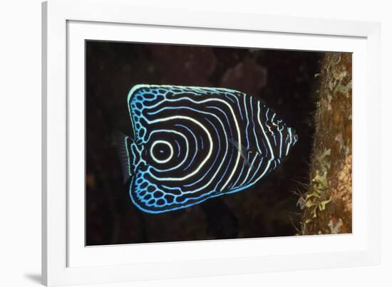 Juvenile Emperor Angelfish (Pomacanthus Imperator), Alam Batu, Bali, Indonesia-Reinhard Dirscherl-Framed Photographic Print