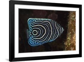 Juvenile Emperor Angelfish (Pomacanthus Imperator), Alam Batu, Bali, Indonesia-Reinhard Dirscherl-Framed Photographic Print