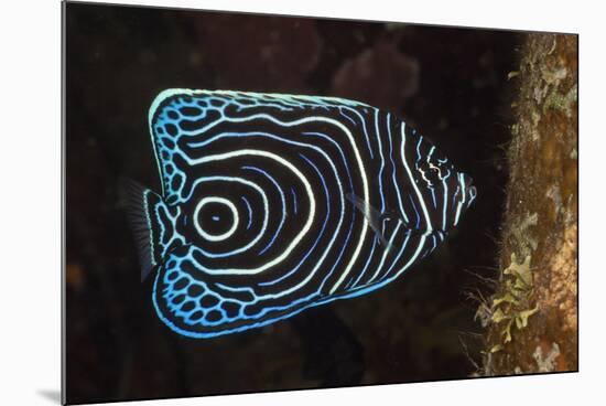 Juvenile Emperor Angelfish (Pomacanthus Imperator), Alam Batu, Bali, Indonesia-Reinhard Dirscherl-Mounted Photographic Print