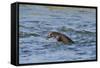 Juvenile European River Otter (Lutra Lutra) Fishing by Porpoising, River Tweed, Scotland, March-Campbell-Framed Stretched Canvas