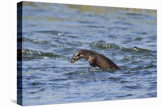 Juvenile European River Otter (Lutra Lutra) Fishing by Porpoising, River Tweed, Scotland, March-Campbell-Stretched Canvas