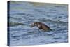 Juvenile European River Otter (Lutra Lutra) Fishing by Porpoising, River Tweed, Scotland, March-Campbell-Stretched Canvas