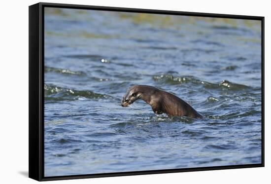 Juvenile European River Otter (Lutra Lutra) Fishing by Porpoising, River Tweed, Scotland, March-Campbell-Framed Stretched Canvas