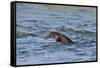 Juvenile European River Otter (Lutra Lutra) Fishing by Porpoising, River Tweed, Scotland, March-Campbell-Framed Stretched Canvas