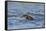 Juvenile European River Otter (Lutra Lutra) Fishing by Porpoising, River Tweed, Scotland, March-Campbell-Framed Stretched Canvas