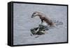 Juvenile European River Otter (Lutra Lutra) Fishing by Porpoising, River Tweed, Scotland, March-Campbell-Framed Stretched Canvas
