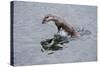 Juvenile European River Otter (Lutra Lutra) Fishing by Porpoising, River Tweed, Scotland, March-Campbell-Stretched Canvas