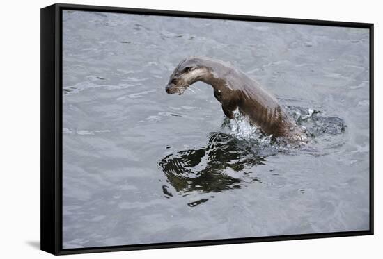 Juvenile European River Otter (Lutra Lutra) Fishing by Porpoising, River Tweed, Scotland, March-Campbell-Framed Stretched Canvas