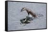 Juvenile European River Otter (Lutra Lutra) Fishing by Porpoising, River Tweed, Scotland, March-Campbell-Framed Stretched Canvas