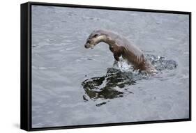 Juvenile European River Otter (Lutra Lutra) Fishing by Porpoising, River Tweed, Scotland, March-Campbell-Framed Stretched Canvas