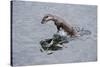 Juvenile European River Otter (Lutra Lutra) Fishing by Porpoising, River Tweed, Scotland, March-Campbell-Stretched Canvas