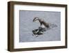 Juvenile European River Otter (Lutra Lutra) Fishing by Porpoising, River Tweed, Scotland, March-Campbell-Framed Photographic Print