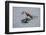 Juvenile European River Otter (Lutra Lutra) Fishing by Porpoising, River Tweed, Scotland, March-Campbell-Framed Photographic Print