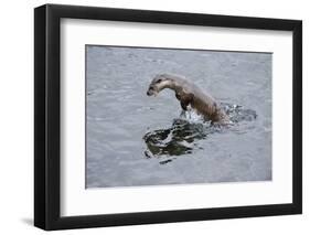 Juvenile European River Otter (Lutra Lutra) Fishing by Porpoising, River Tweed, Scotland, March-Campbell-Framed Photographic Print