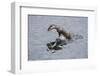 Juvenile European River Otter (Lutra Lutra) Fishing by Porpoising, River Tweed, Scotland, March-Campbell-Framed Photographic Print