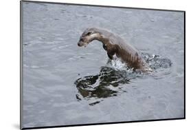 Juvenile European River Otter (Lutra Lutra) Fishing by Porpoising, River Tweed, Scotland, March-Campbell-Mounted Photographic Print