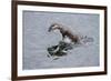 Juvenile European River Otter (Lutra Lutra) Fishing by Porpoising, River Tweed, Scotland, March-Campbell-Framed Photographic Print