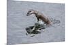 Juvenile European River Otter (Lutra Lutra) Fishing by Porpoising, River Tweed, Scotland, March-Campbell-Mounted Photographic Print