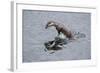 Juvenile European River Otter (Lutra Lutra) Fishing by Porpoising, River Tweed, Scotland, March-Campbell-Framed Photographic Print