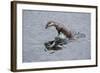 Juvenile European River Otter (Lutra Lutra) Fishing by Porpoising, River Tweed, Scotland, March-Campbell-Framed Photographic Print