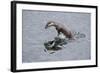 Juvenile European River Otter (Lutra Lutra) Fishing by Porpoising, River Tweed, Scotland, March-Campbell-Framed Photographic Print