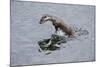 Juvenile European River Otter (Lutra Lutra) Fishing by Porpoising, River Tweed, Scotland, March-Campbell-Mounted Photographic Print