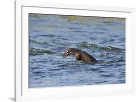 Juvenile European River Otter (Lutra Lutra) Fishing by Porpoising, River Tweed, Scotland, March-Campbell-Framed Photographic Print