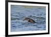 Juvenile European River Otter (Lutra Lutra) Fishing by Porpoising, River Tweed, Scotland, March-Campbell-Framed Photographic Print