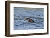 Juvenile European River Otter (Lutra Lutra) Fishing by Porpoising, River Tweed, Scotland, March-Campbell-Framed Photographic Print