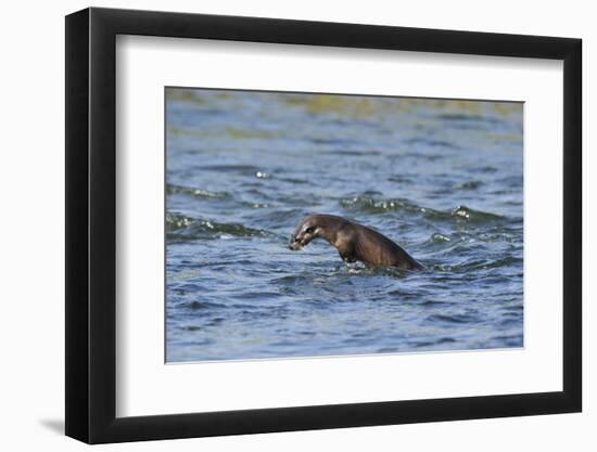 Juvenile European River Otter (Lutra Lutra) Fishing by Porpoising, River Tweed, Scotland, March-Campbell-Framed Photographic Print