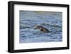 Juvenile European River Otter (Lutra Lutra) Fishing by Porpoising, River Tweed, Scotland, March-Campbell-Framed Photographic Print