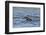 Juvenile European River Otter (Lutra Lutra) Fishing by Porpoising, River Tweed, Scotland, March-Campbell-Framed Photographic Print