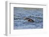 Juvenile European River Otter (Lutra Lutra) Fishing by Porpoising, River Tweed, Scotland, March-Campbell-Framed Photographic Print