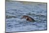 Juvenile European River Otter (Lutra Lutra) Fishing by Porpoising, River Tweed, Scotland, March-Campbell-Mounted Photographic Print