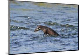 Juvenile European River Otter (Lutra Lutra) Fishing by Porpoising, River Tweed, Scotland, March-Campbell-Mounted Photographic Print