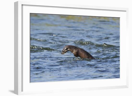 Juvenile European River Otter (Lutra Lutra) Fishing by Porpoising, River Tweed, Scotland, March-Campbell-Framed Photographic Print