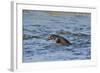 Juvenile European River Otter (Lutra Lutra) Fishing by Porpoising, River Tweed, Scotland, March-Campbell-Framed Photographic Print