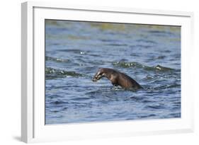 Juvenile European River Otter (Lutra Lutra) Fishing by Porpoising, River Tweed, Scotland, March-Campbell-Framed Photographic Print